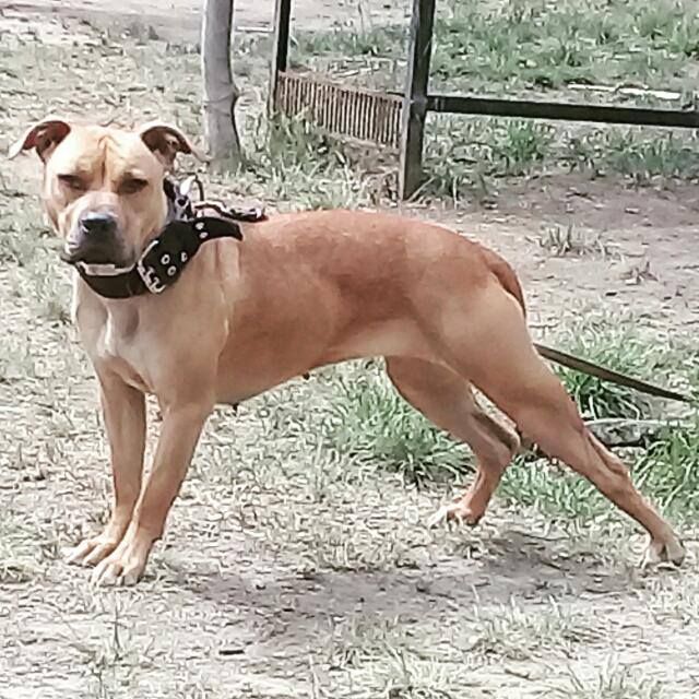 Photo of the dog