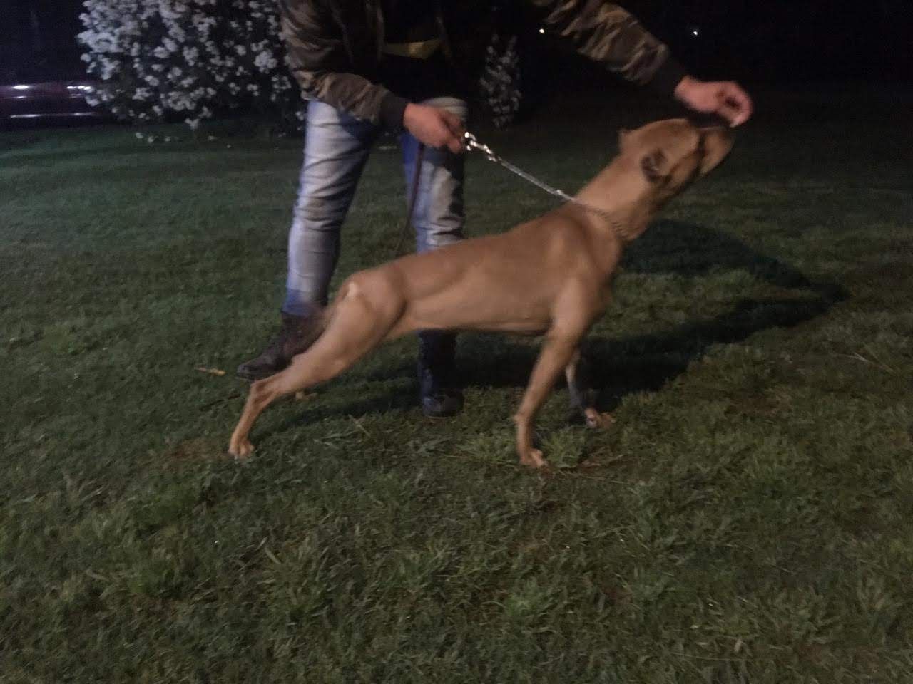 Photo of the dog
