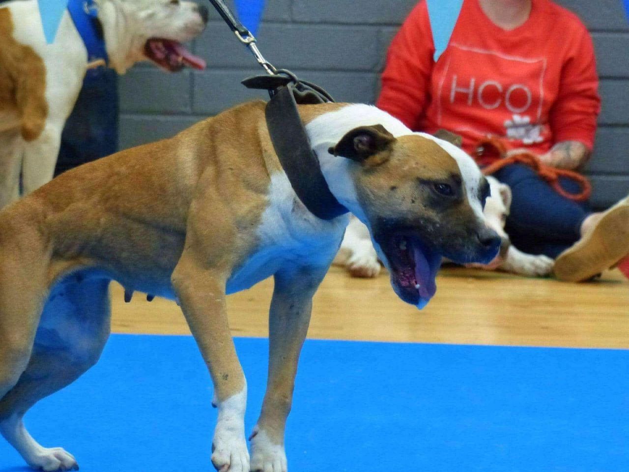 Photo of the dog