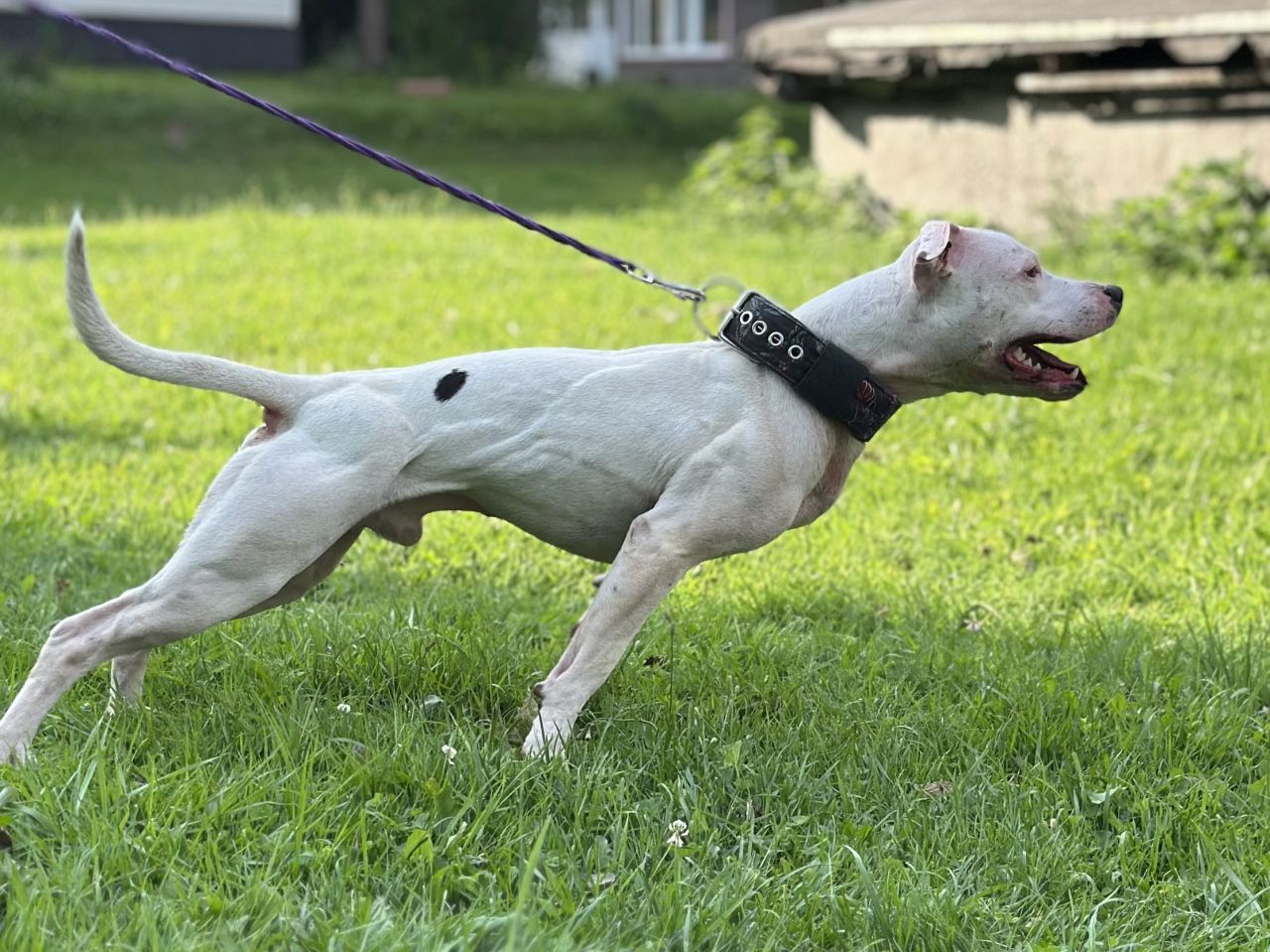 Photo of the dog