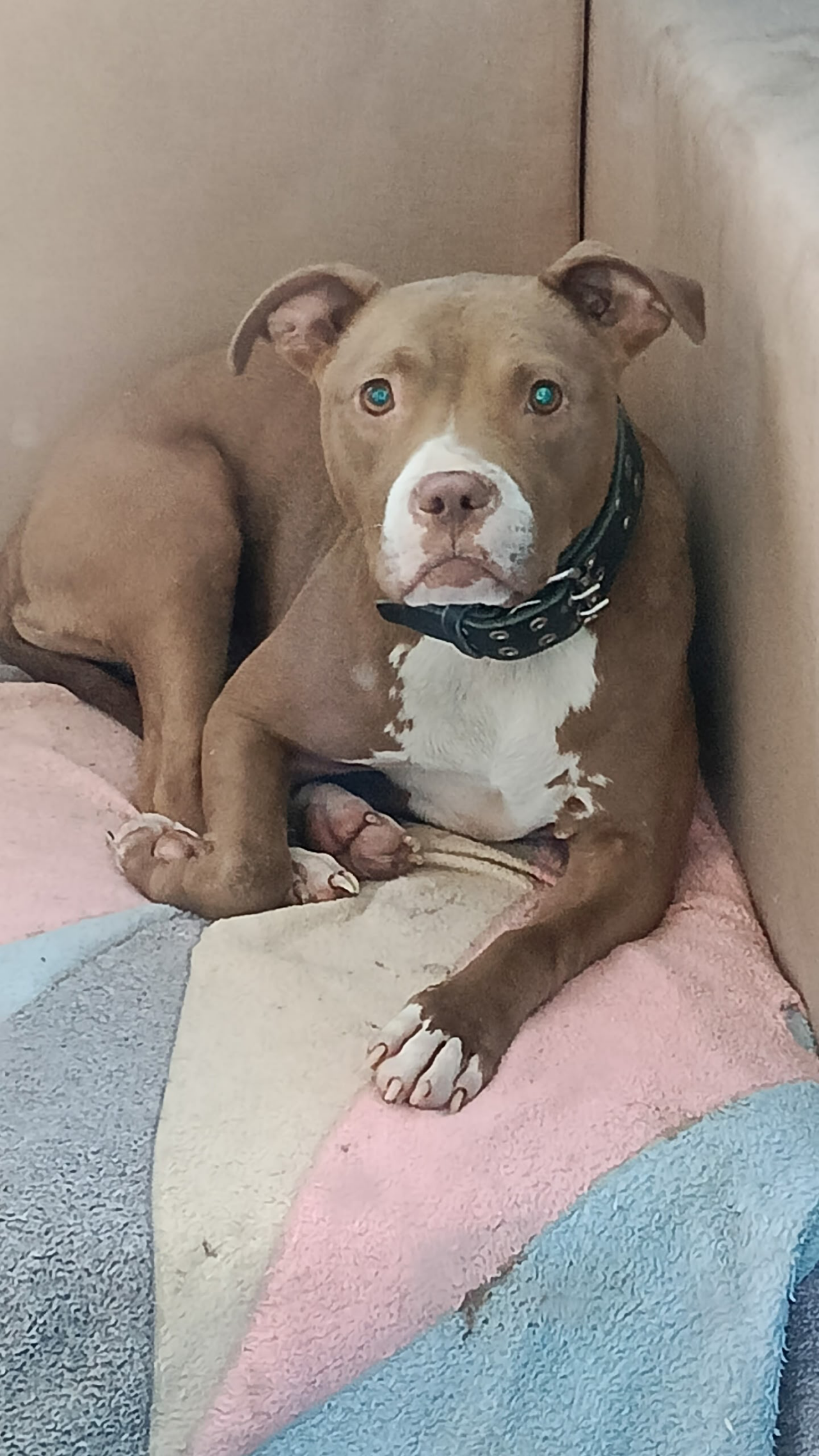 Photo of the dog