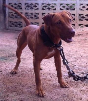 Photo of the dog