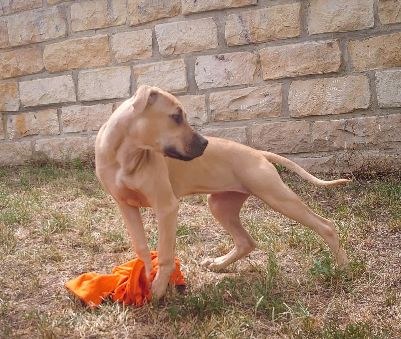 Photo of the dog