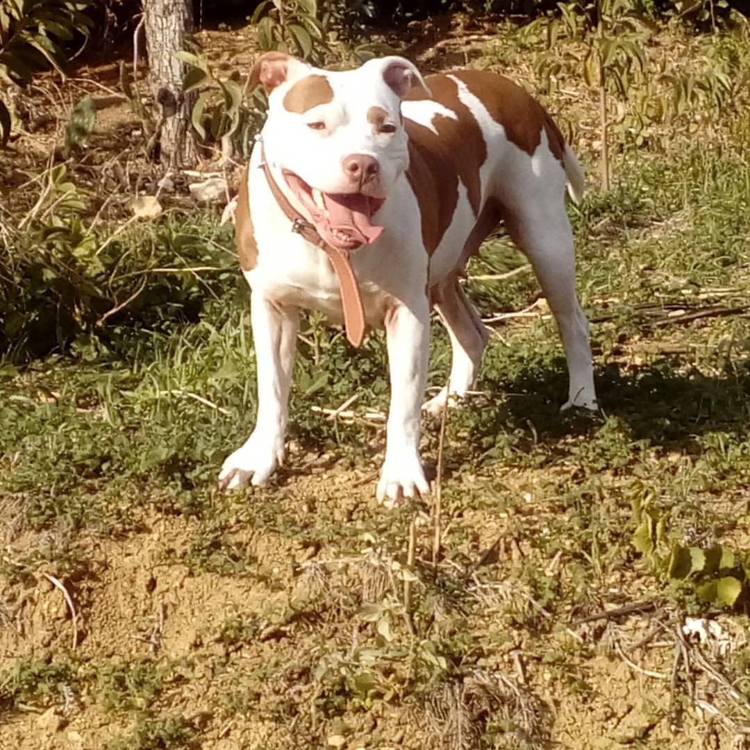 Photo of the dog