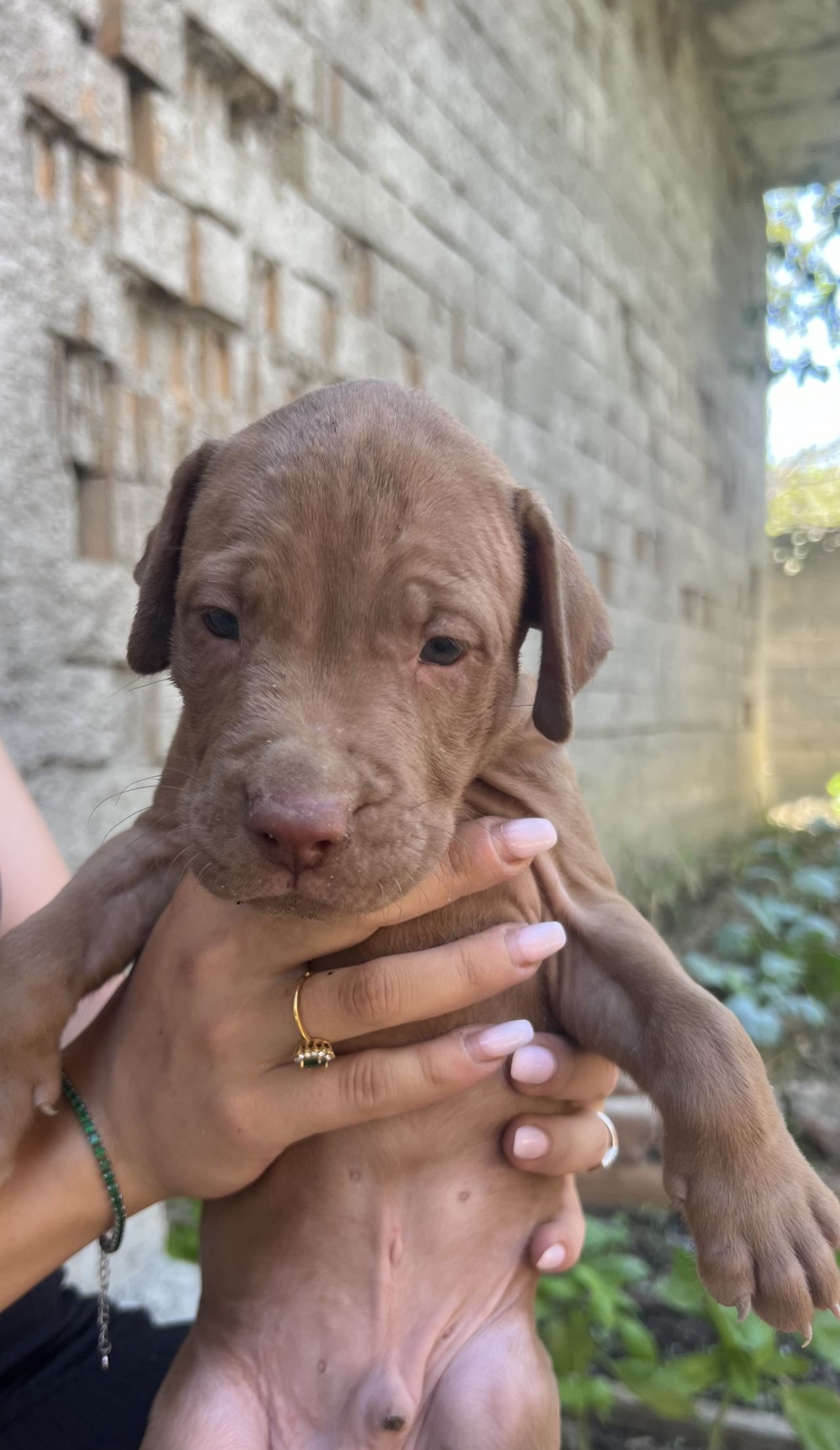 Photo of the dog