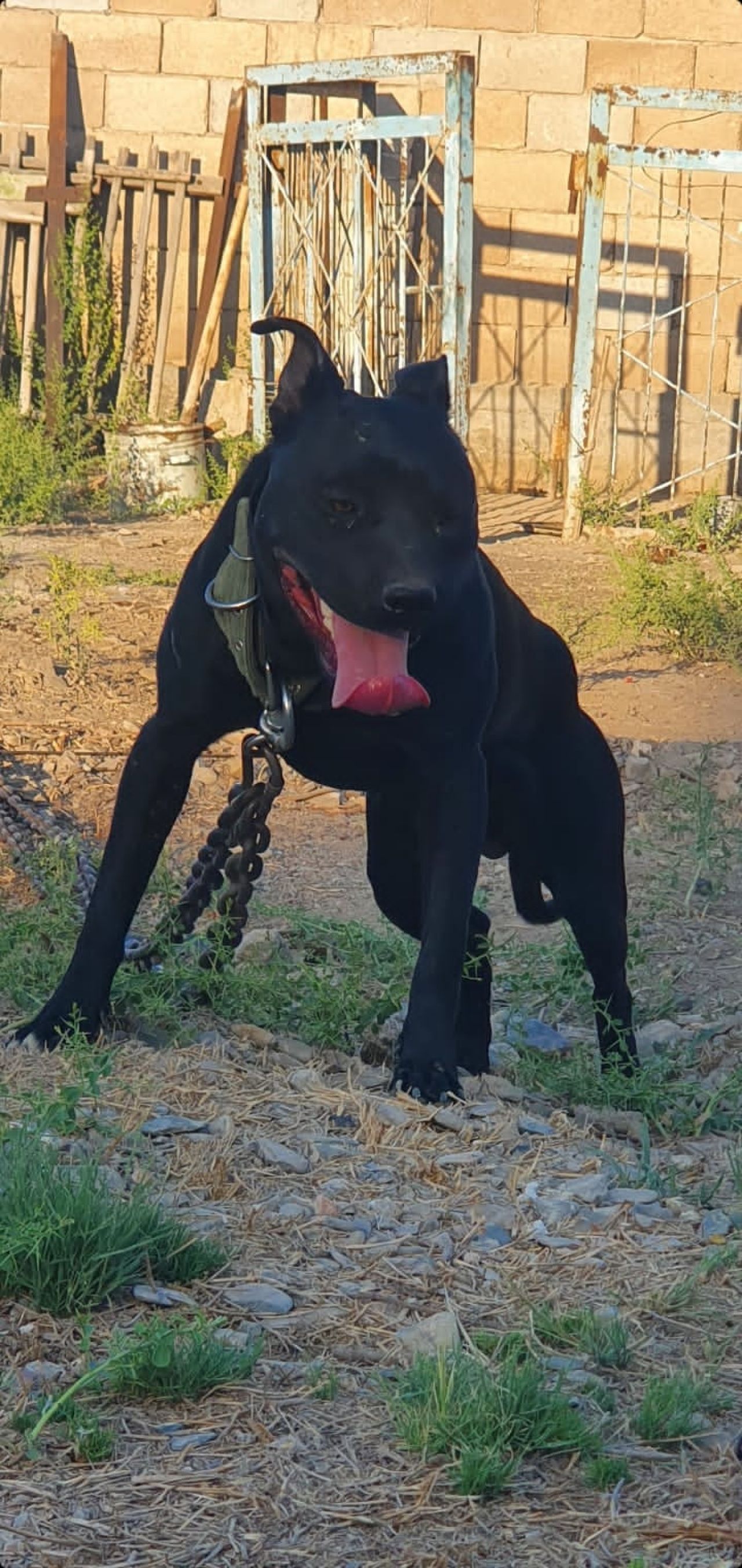 Photo of the dog