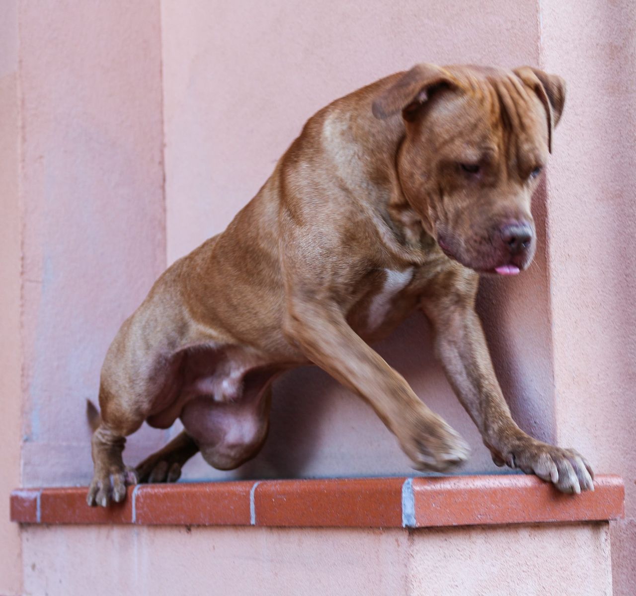 Photo of the dog