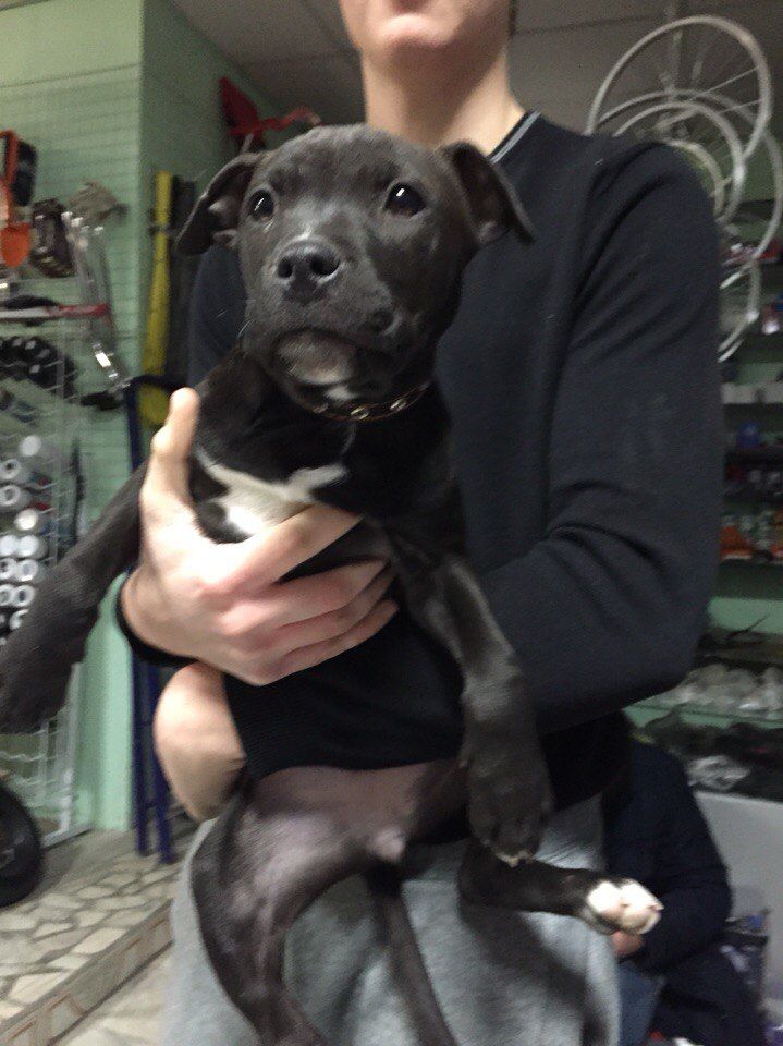 Photo of the dog