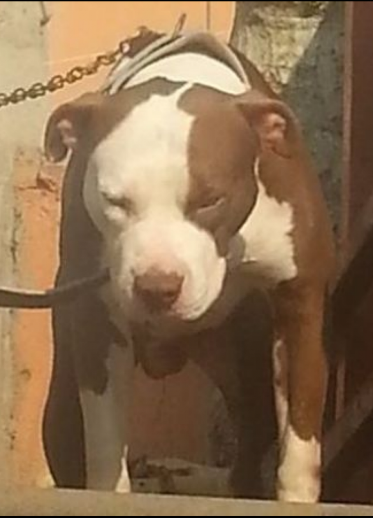 Photo of the dog