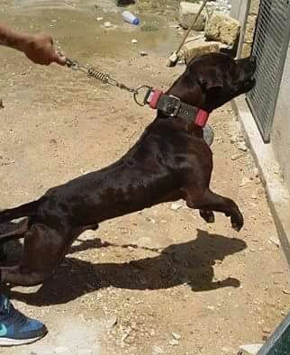 Photo of the dog