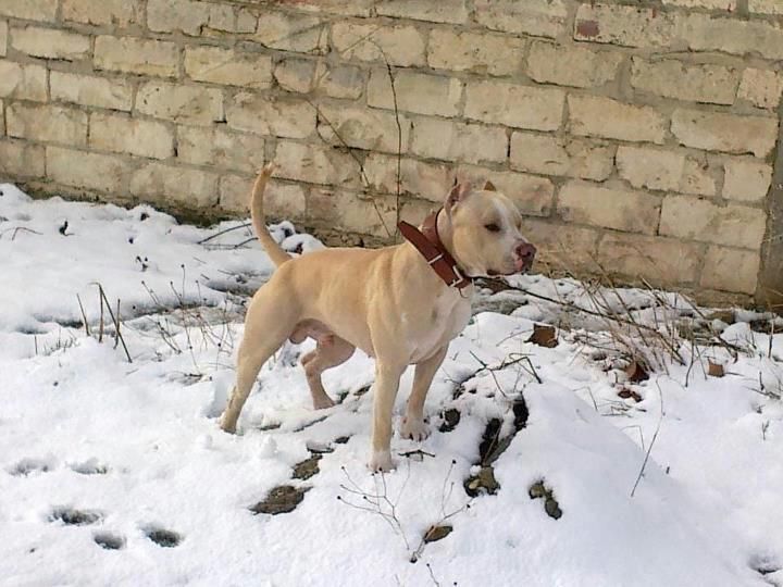 Photo of the dog