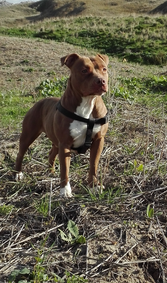 Photo of the dog