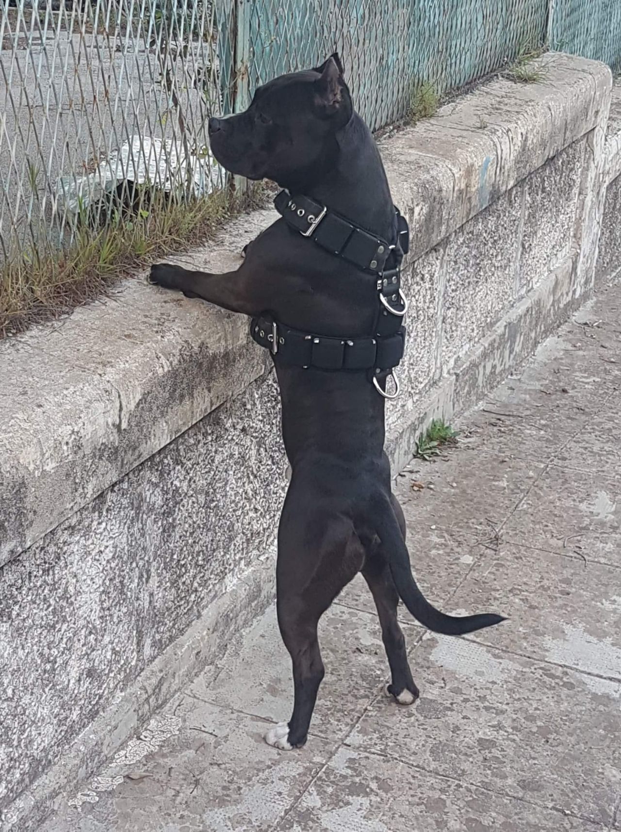 Photo of the dog