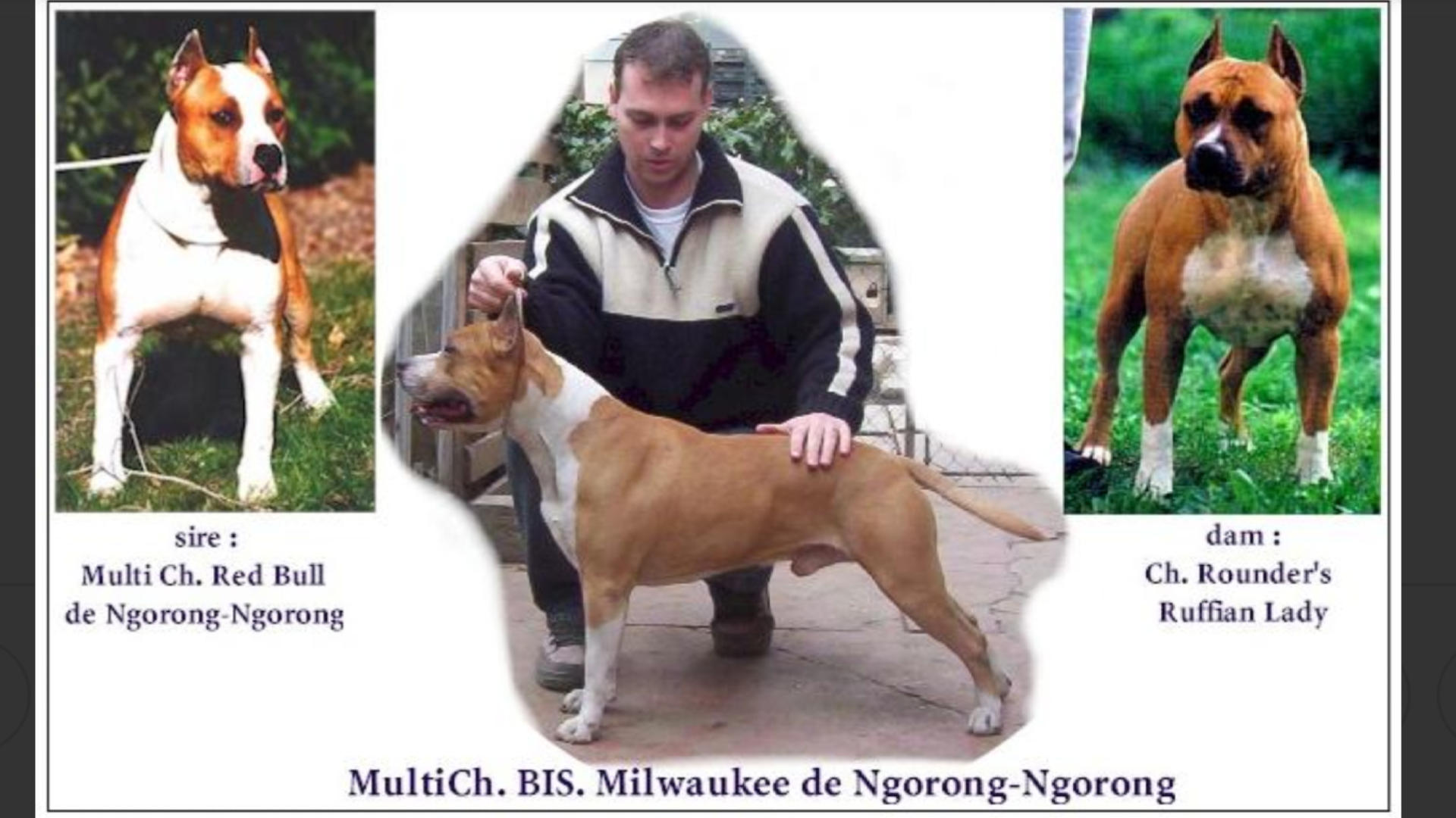 Photo of the dog