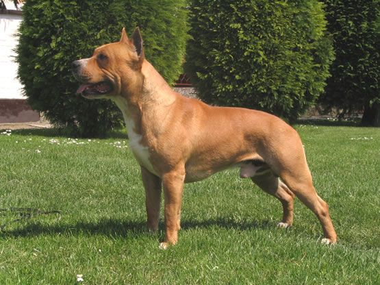 Photo of the dog