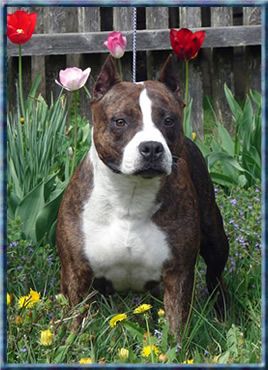 Photo of the dog