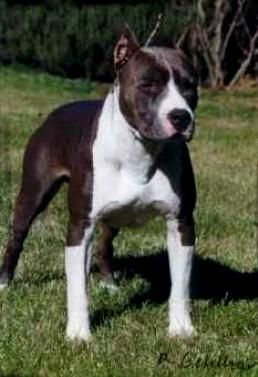Photo of the dog