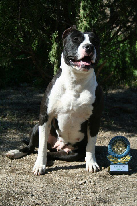 Photo of the dog