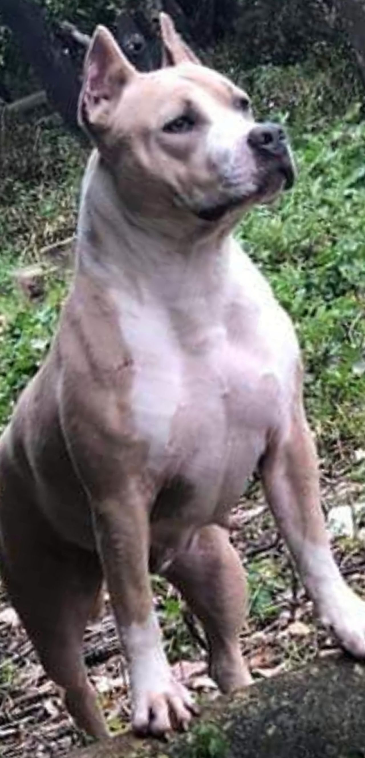 Photo of the dog