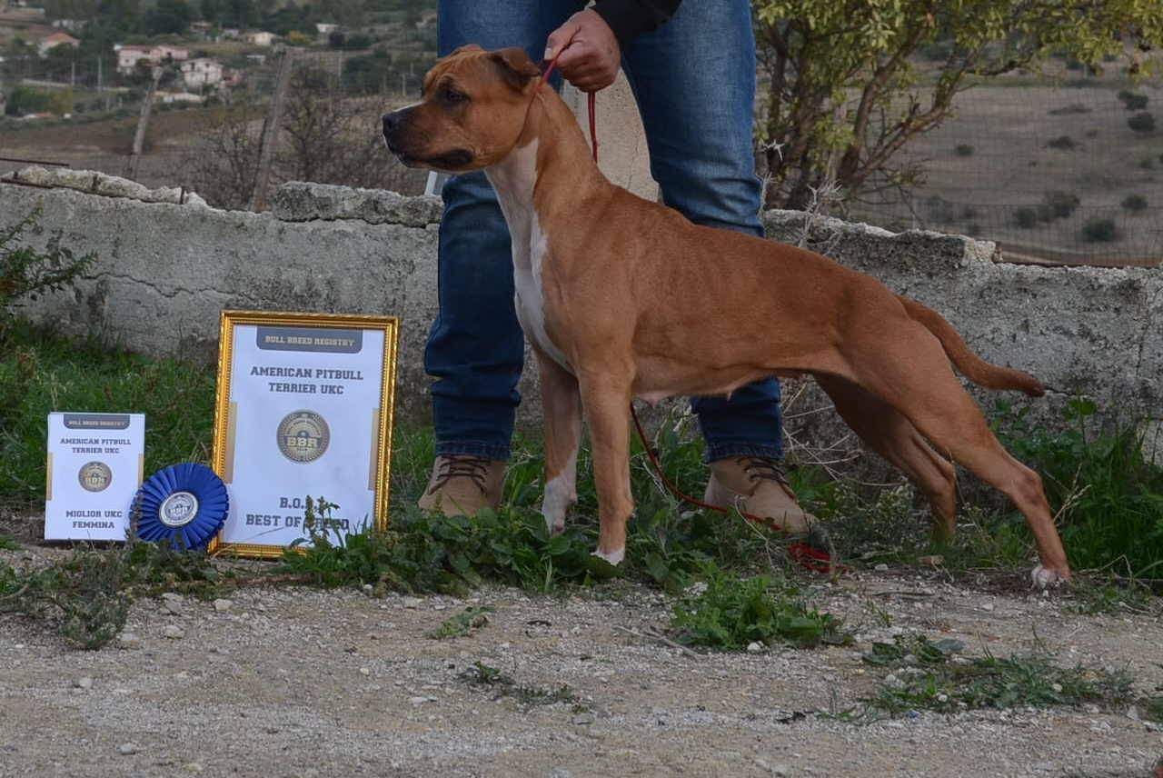 Photo of the dog