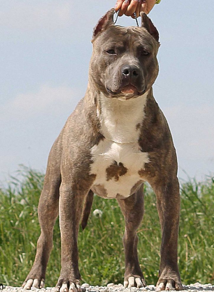 Photo of the dog