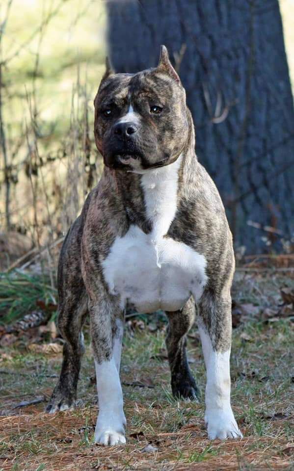 Photo of the dog