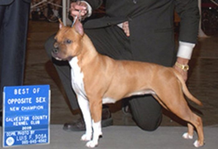 Photo of the dog