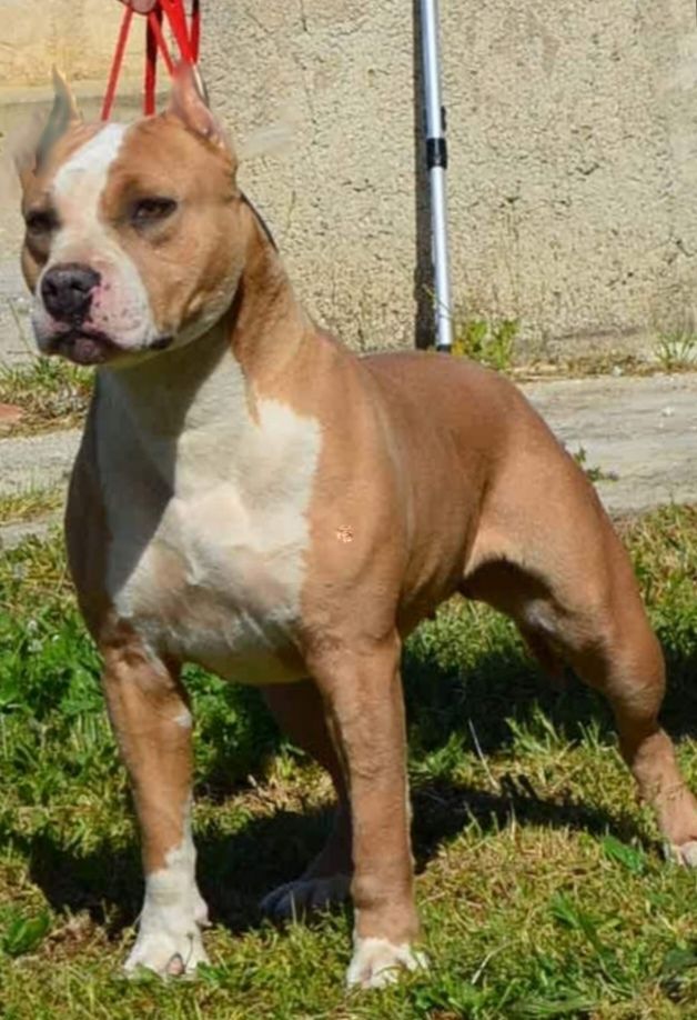 Photo of the dog