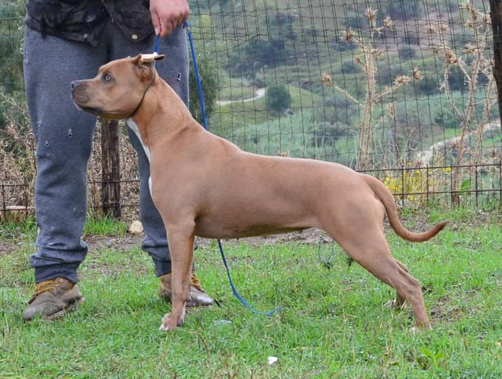 Photo of the dog