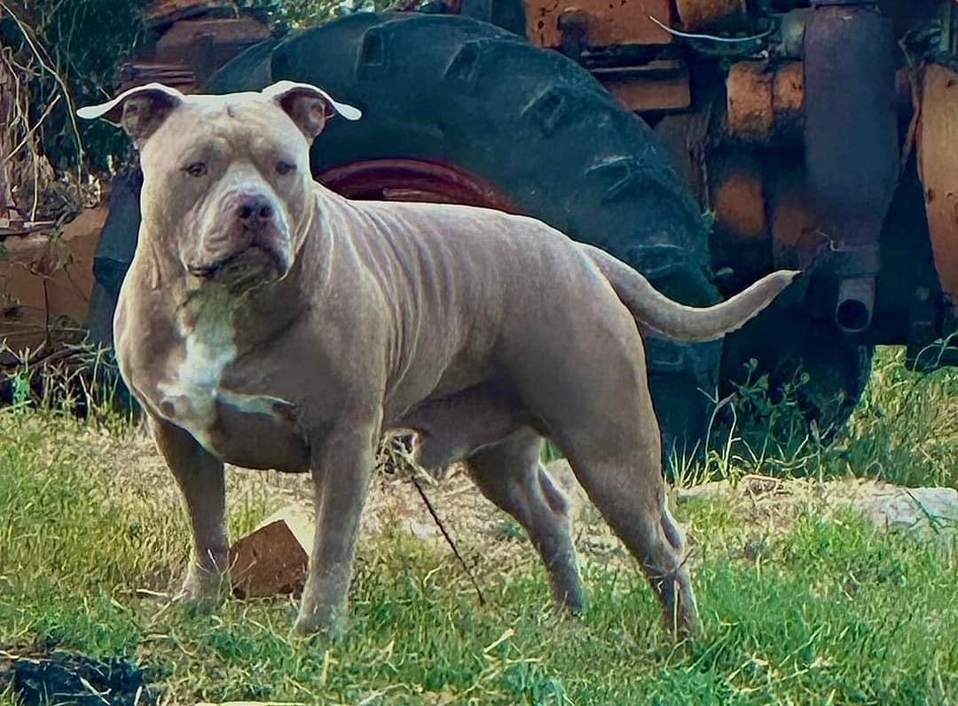 Photo of the dog