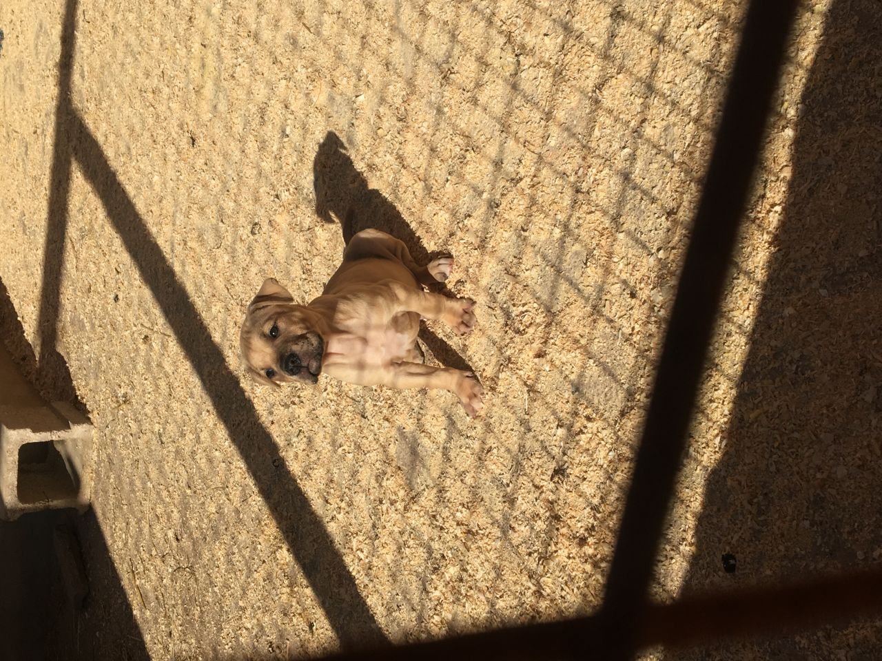 Photo of the dog