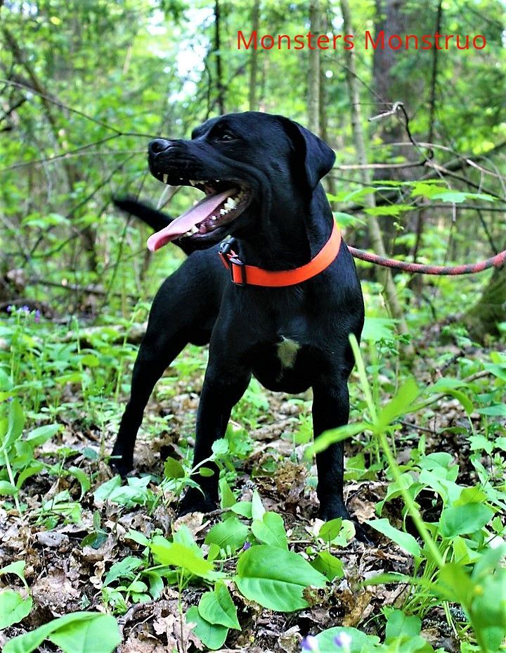 Photo of the dog