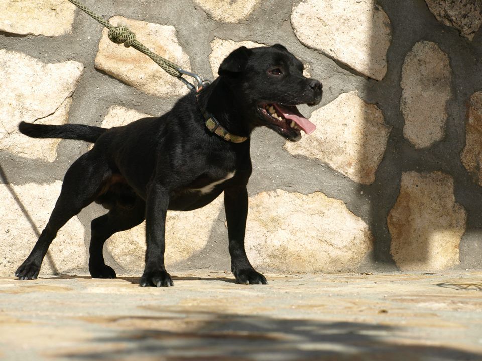 Photo of the dog