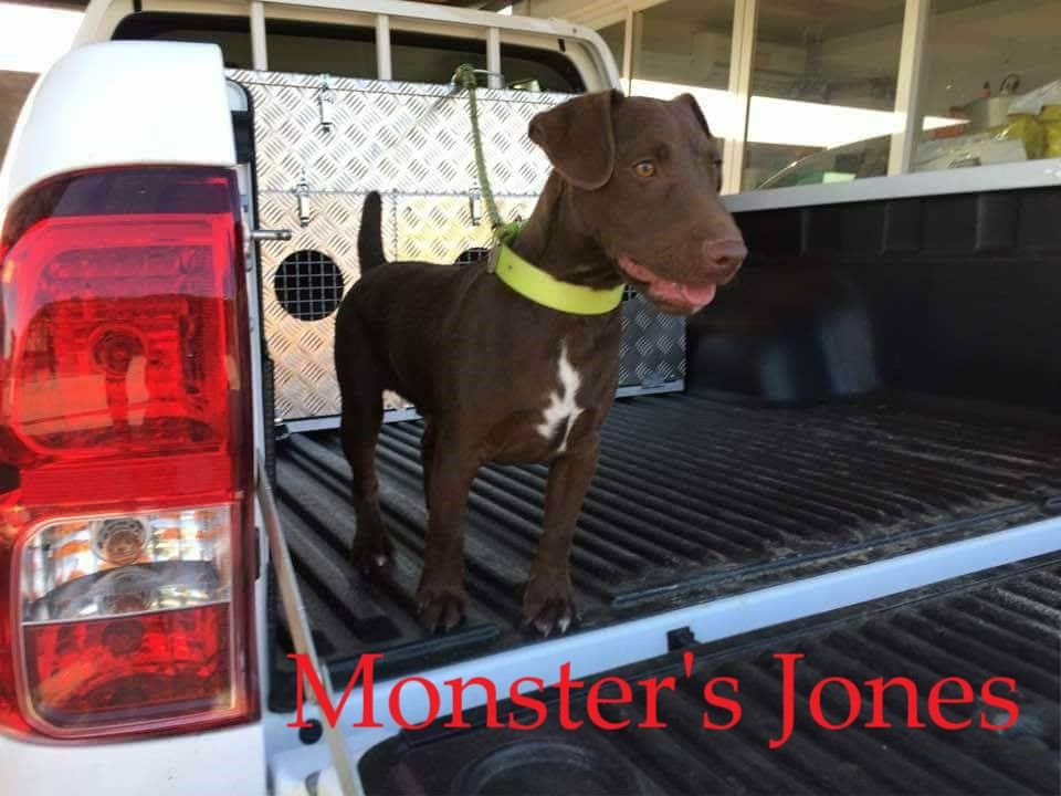Photo of the dog