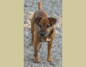 Photo of the dog