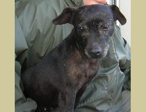 Photo of the dog