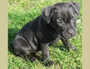 Photo of the dog