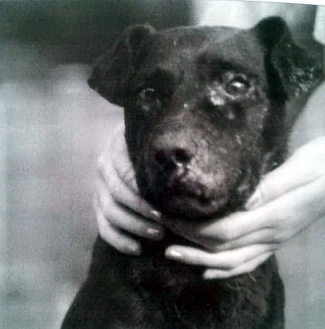 Photo of the dog