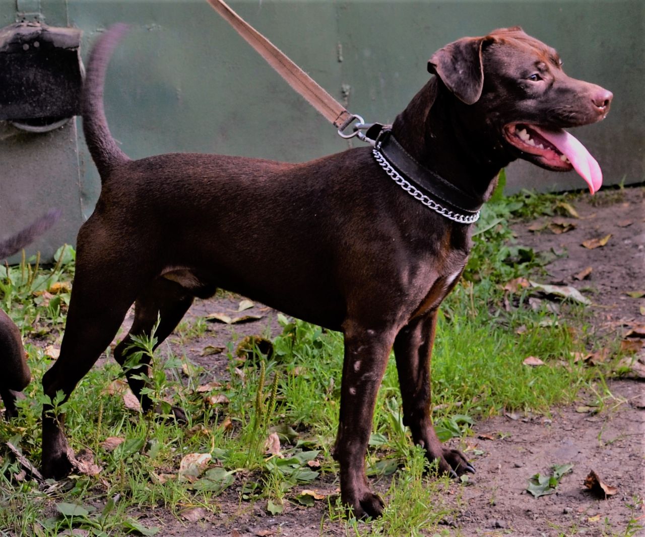 Photo of the dog
