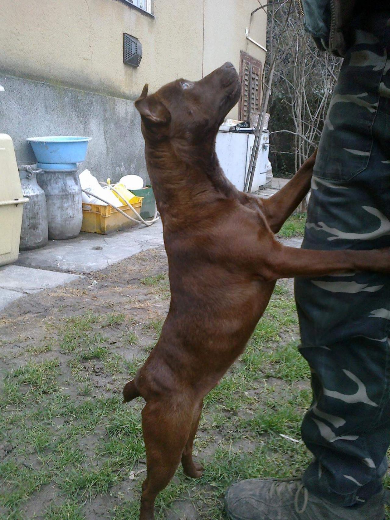 Photo of the dog
