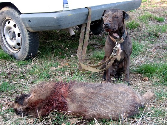 Photo of the dog