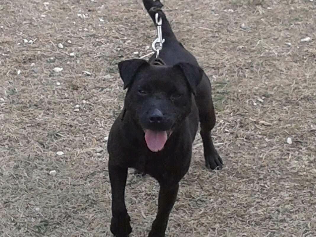 Photo of the dog