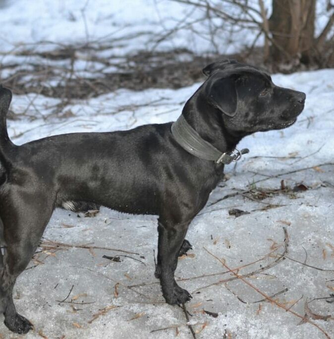 Photo of the dog