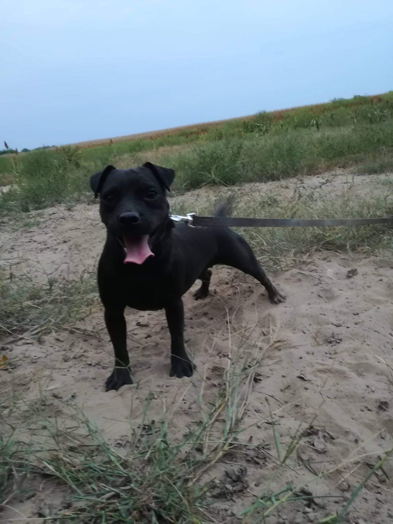 Photo of the dog