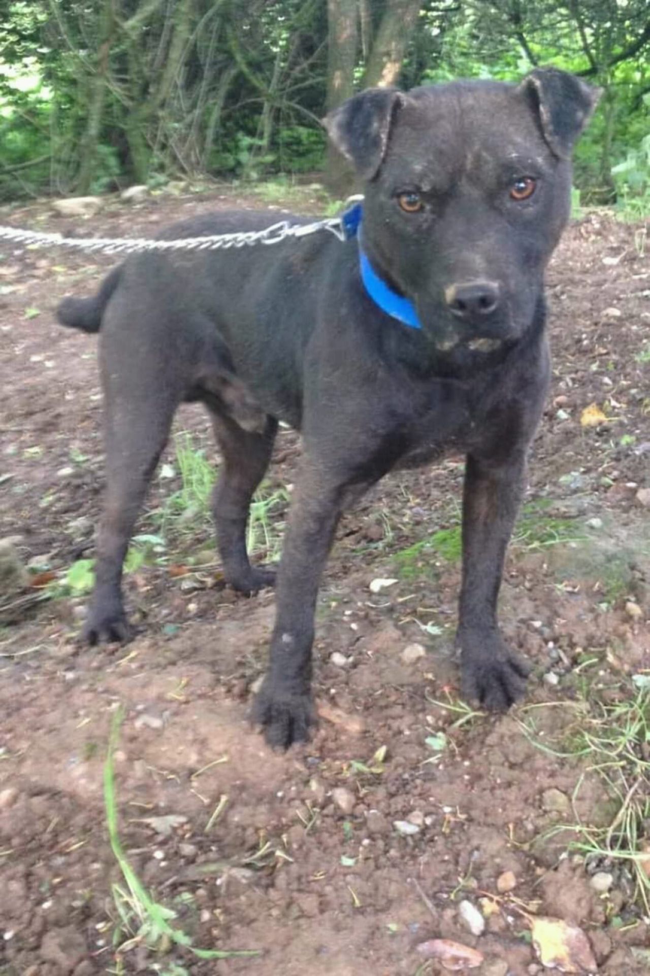 Photo of the dog