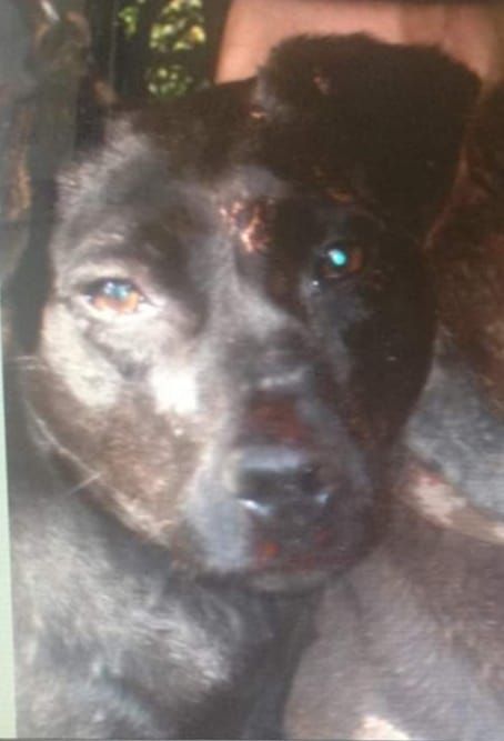 Photo of the dog
