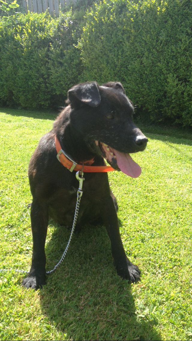 Photo of the dog