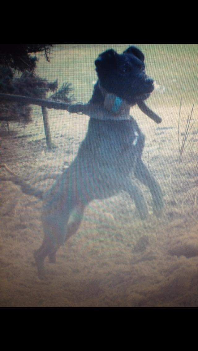 Photo of the dog