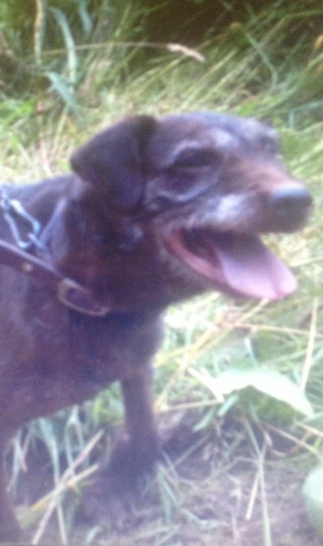 Photo of the dog