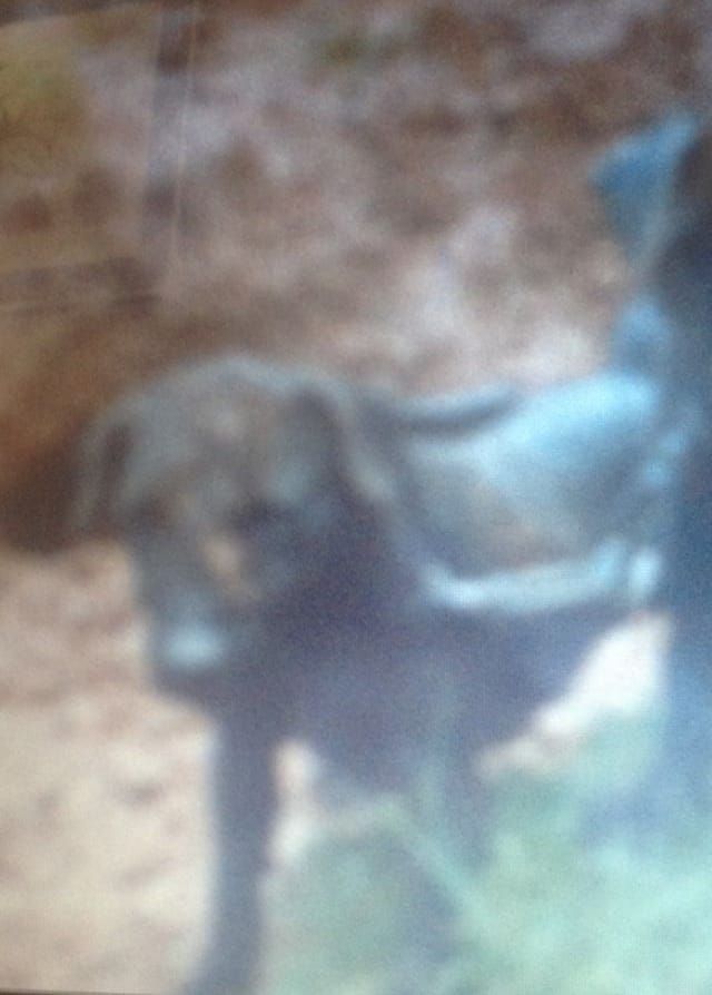 Photo of the dog